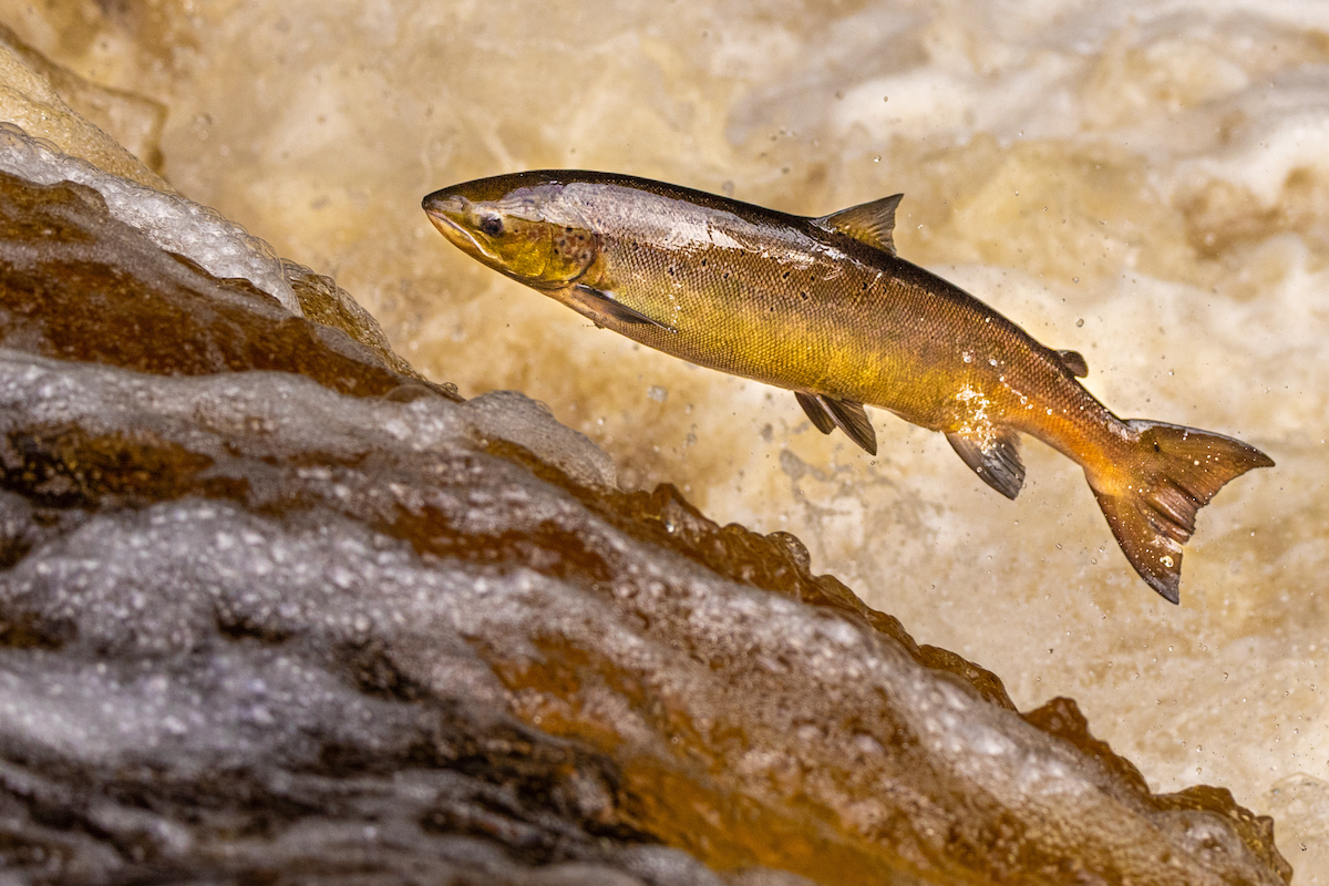wild atlantic salmon AdobeStock 485799804 web