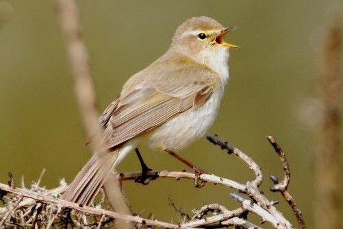 Sure signs of spring as summer visitors arrive