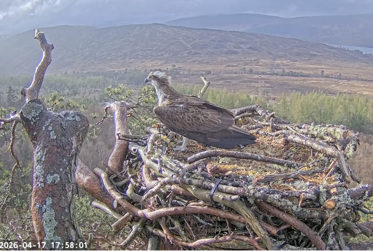 Louis the Loch Arkaig Osprey arrived back on his nest at Loch Arkaig on Friday April 17.