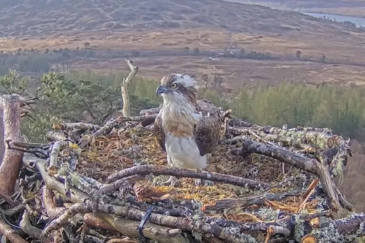 Jubilation as lovebird Louis comes home to roost