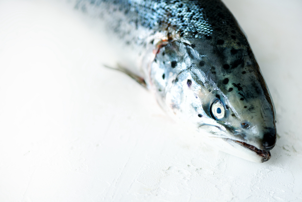 Algae and ISA taking heavy toll on Norwegian salmon sector