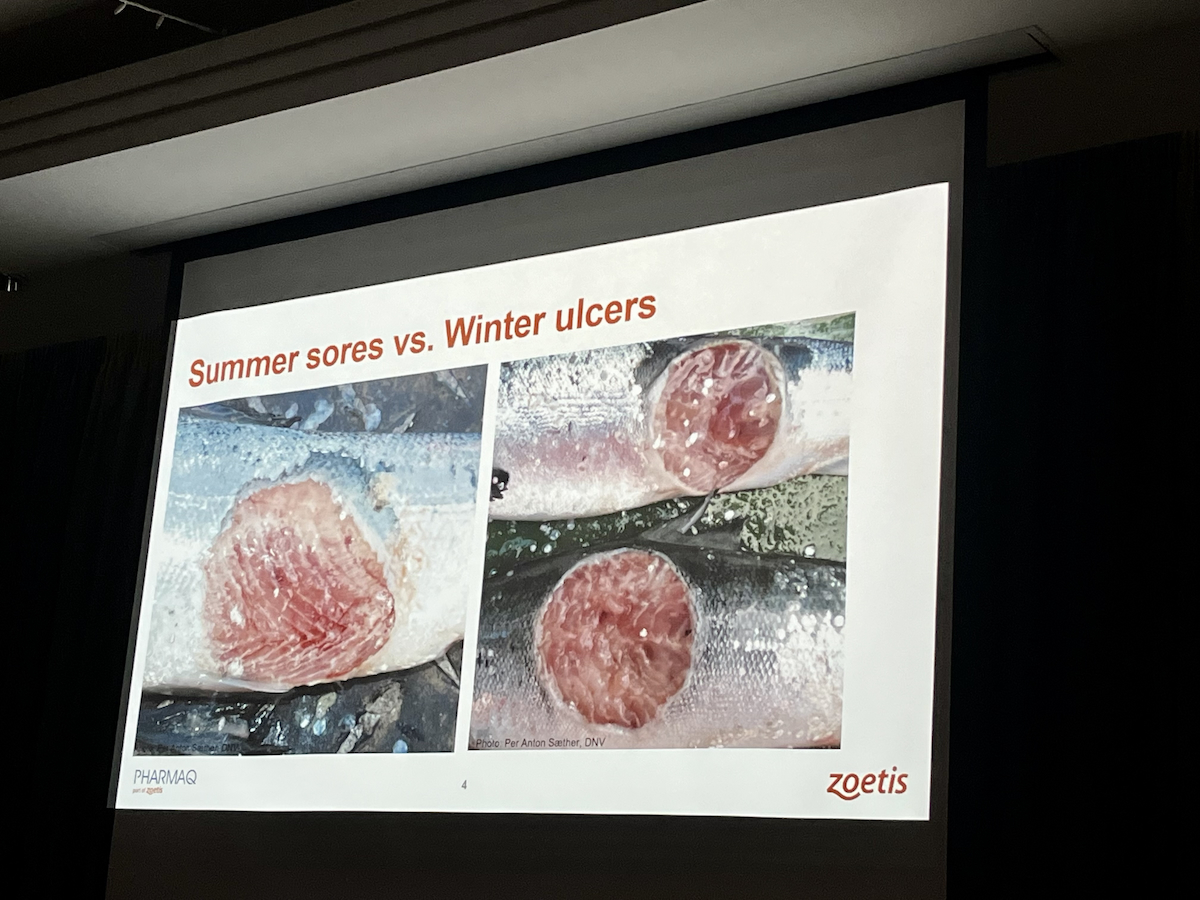 summer sores vs winter ulcers IMG 0899 web