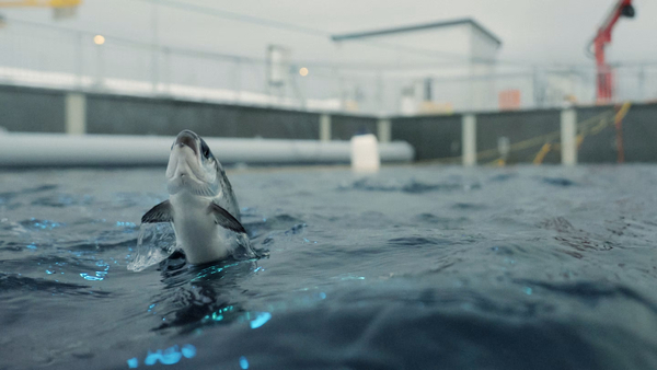 Andfjord raises more capital and enters partnership to deliver post-smolts