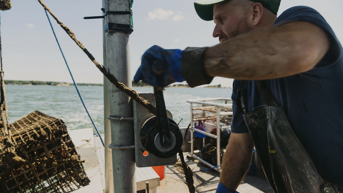 Kelp harvest photo Greenwave