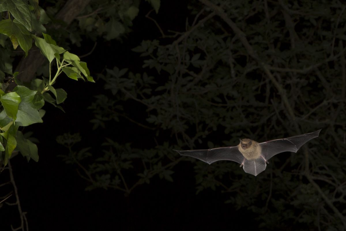 Soprano pipistrelle bats are part of Argyll's bat population. Photograph: Daniel Hargreaves
