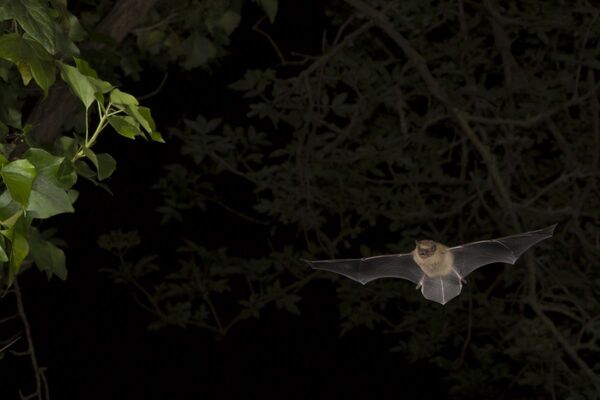 Are you batty about bats?