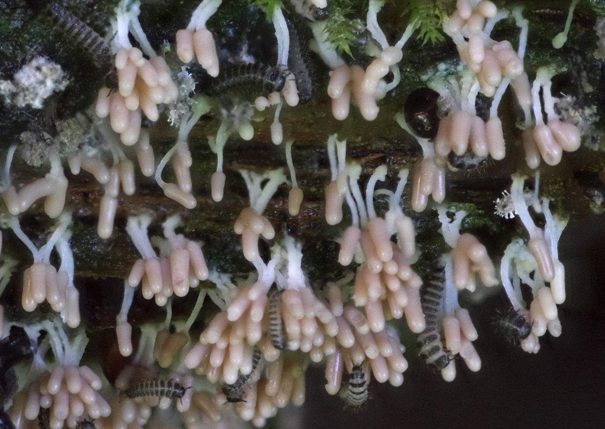 NO T18 West Cowal Rainforest 26 white arcyria slime mouldWEB