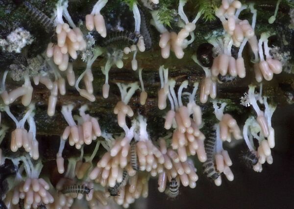 Argyll project maps Scotland&rsquo;s vanishing rainforest