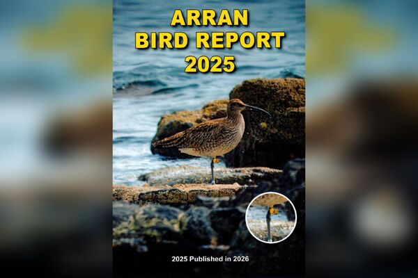 The extraordinary story of Whimbrel A2
