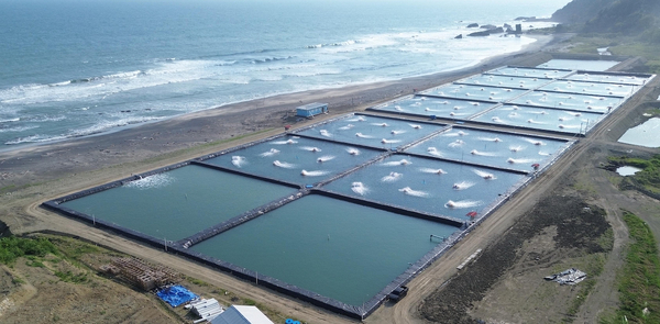 Indonesian shrimp farmer picks humane stunning solution