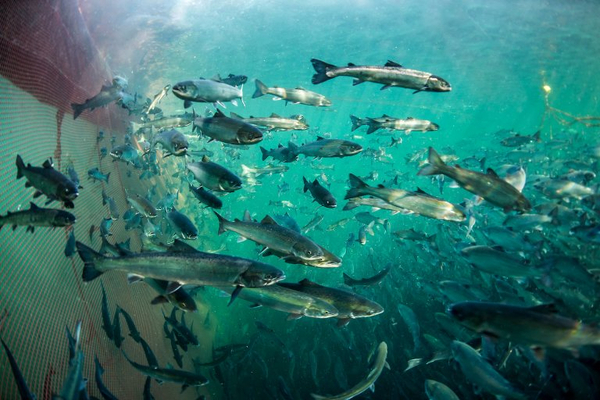 Fish health: Feeling the heat