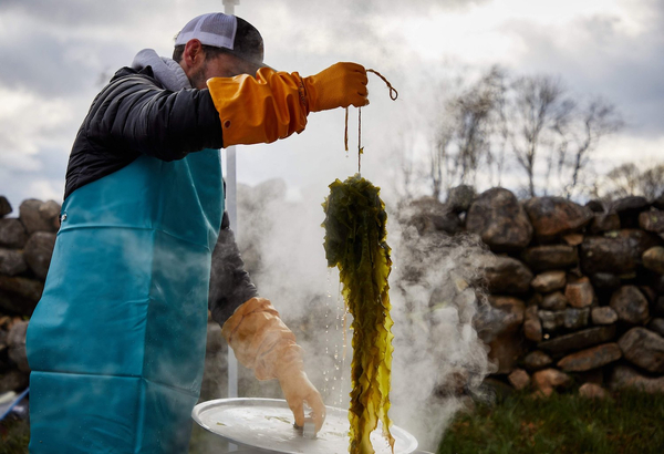 Kelp at the crossroads