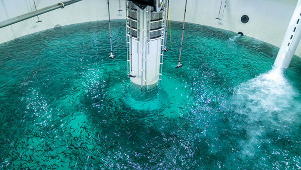 Land based salmon farmer achieves key milestone