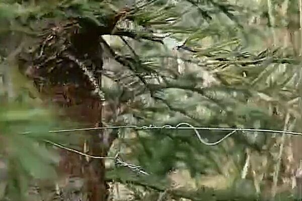 Wire in the woods - whodunnit?