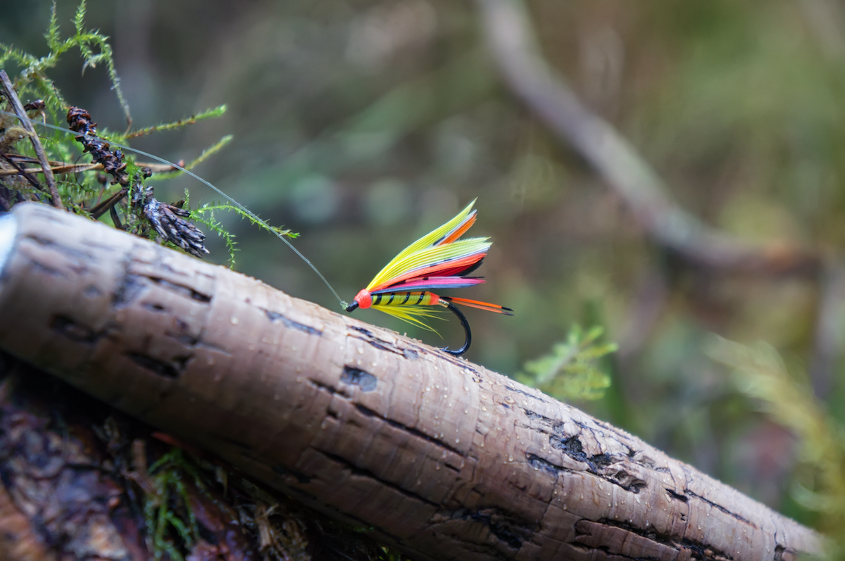 salmon flies AdobeStock 140439222 WEB