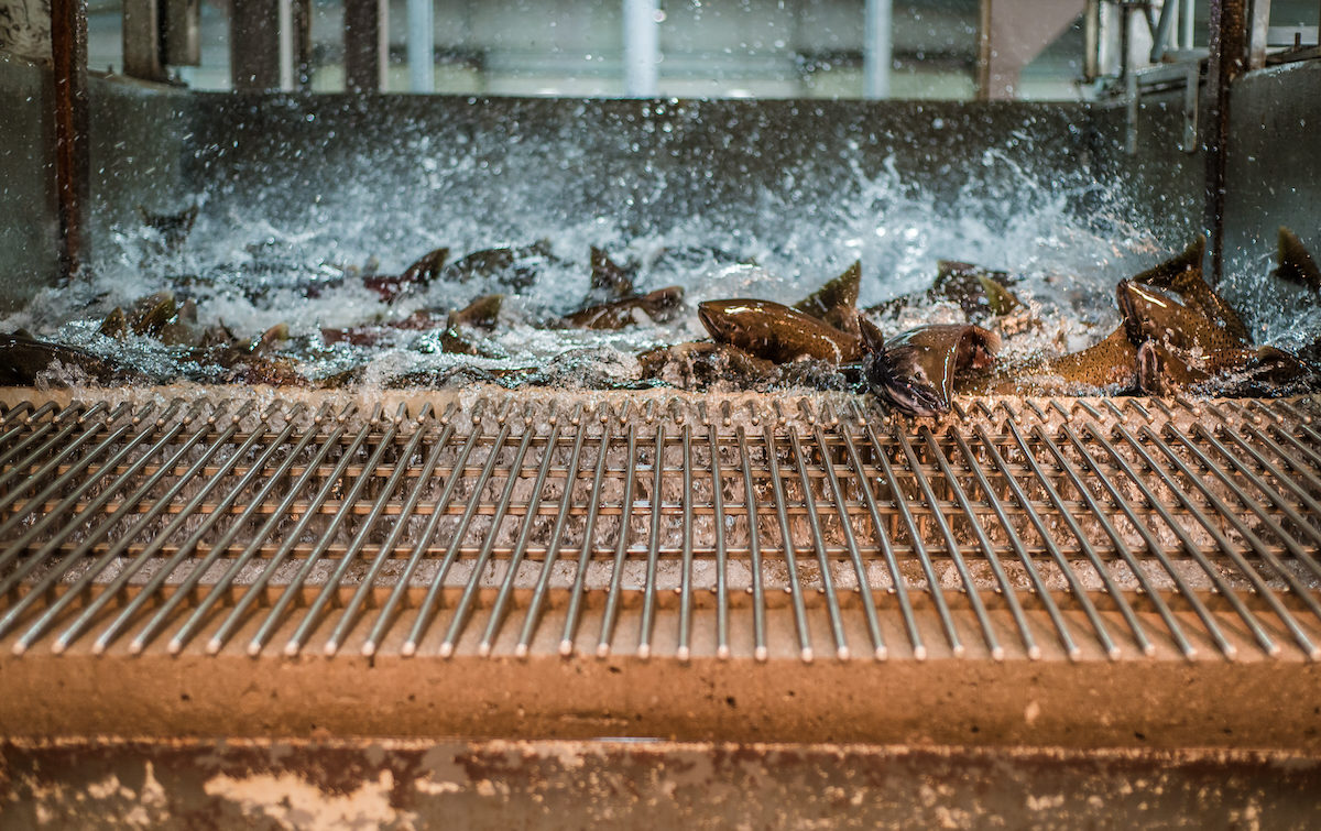 salmon in a fish hatchery AdobeStock 266925982 web