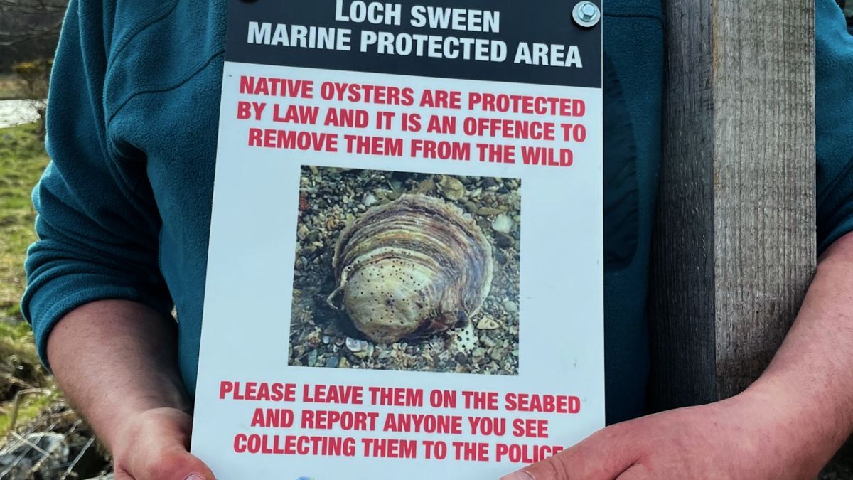 A19 Lochsweenoysters02 26 tayvallich wildlifeWEB