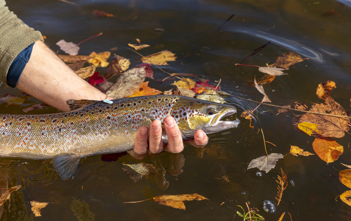 Atlantic salmon angling AdobeStock 1754373154 web