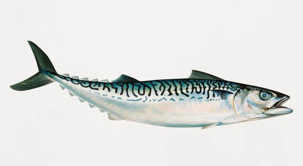 Mackerel fish used to be common in seas around Arran, however, their numbers have severely declined. Photograph: Samuel Kilbourne. 