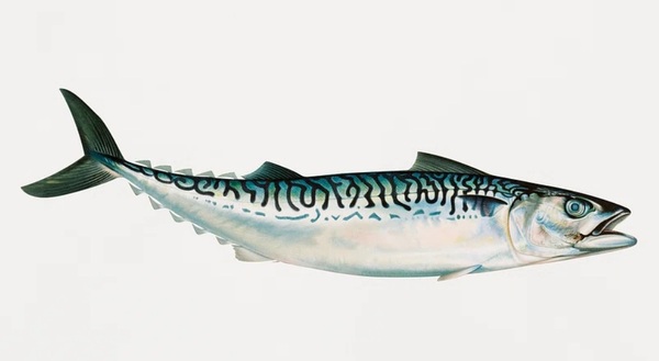 Mackerel in short supply
