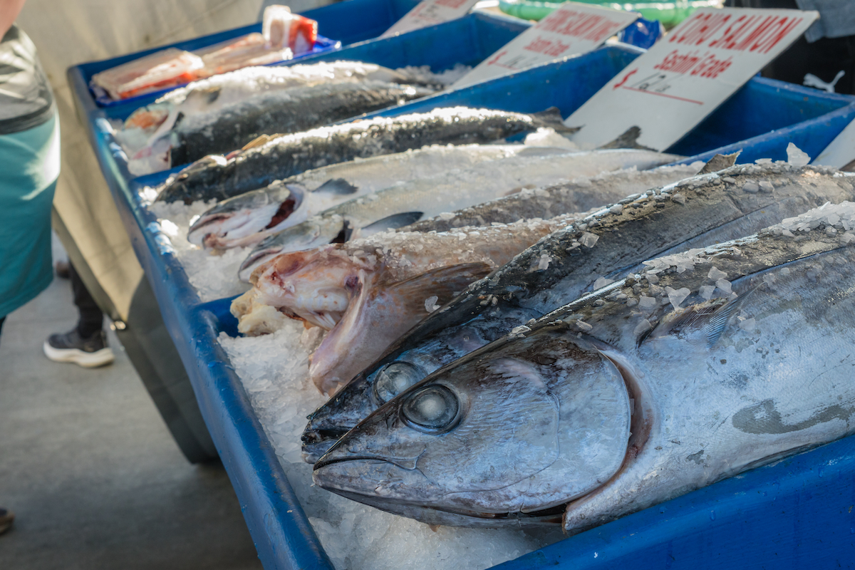 University professor defends farmed salmon impact