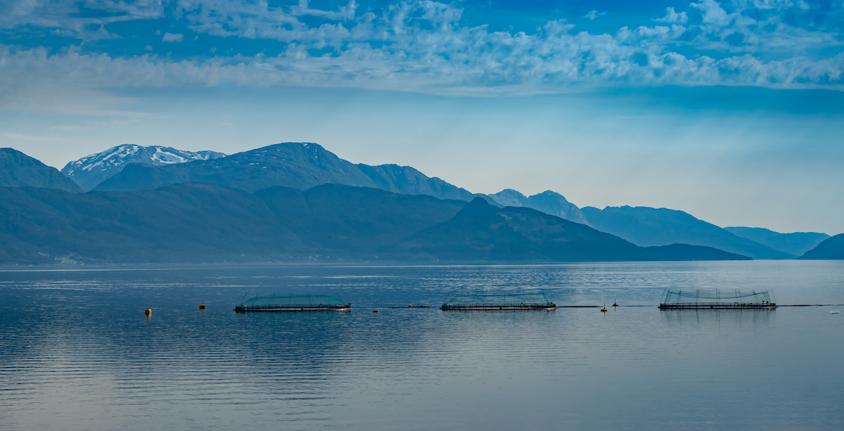 Fish Farmer - Fish Farmer - All Content - Salmon producers rebut ...