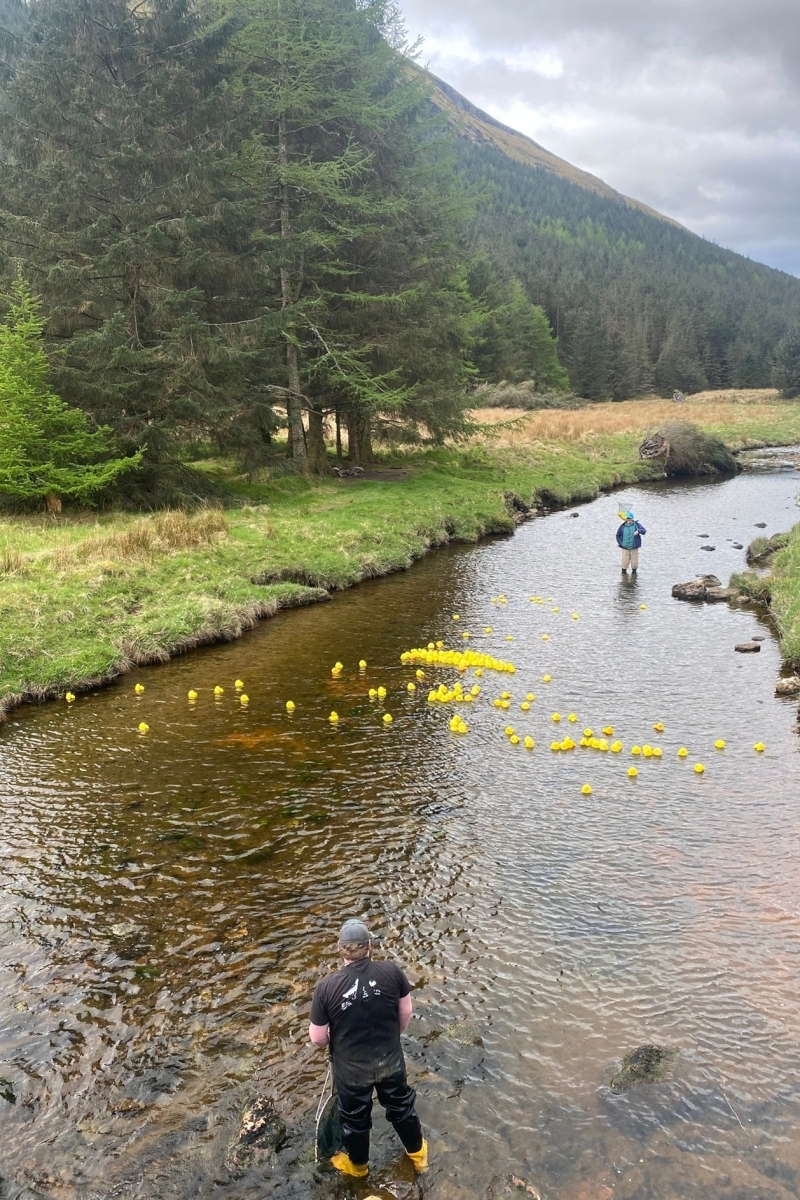 The ducks, unusually, head upstream rather than downstream. Photograph: Cairndow Community Childcare The ducks, unusually, head upstream rather than downstream. Photograph: Cairndow Community Childcare