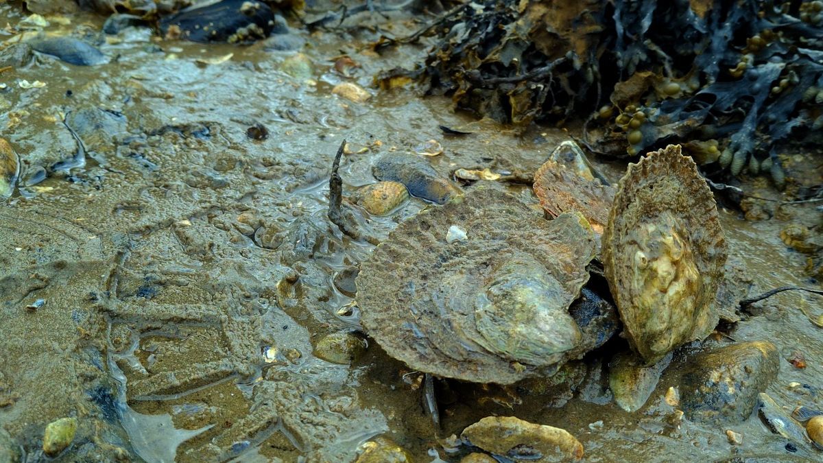NO T20 Native oysters say No to hand gathering 02 Native oysters along the shoreline web