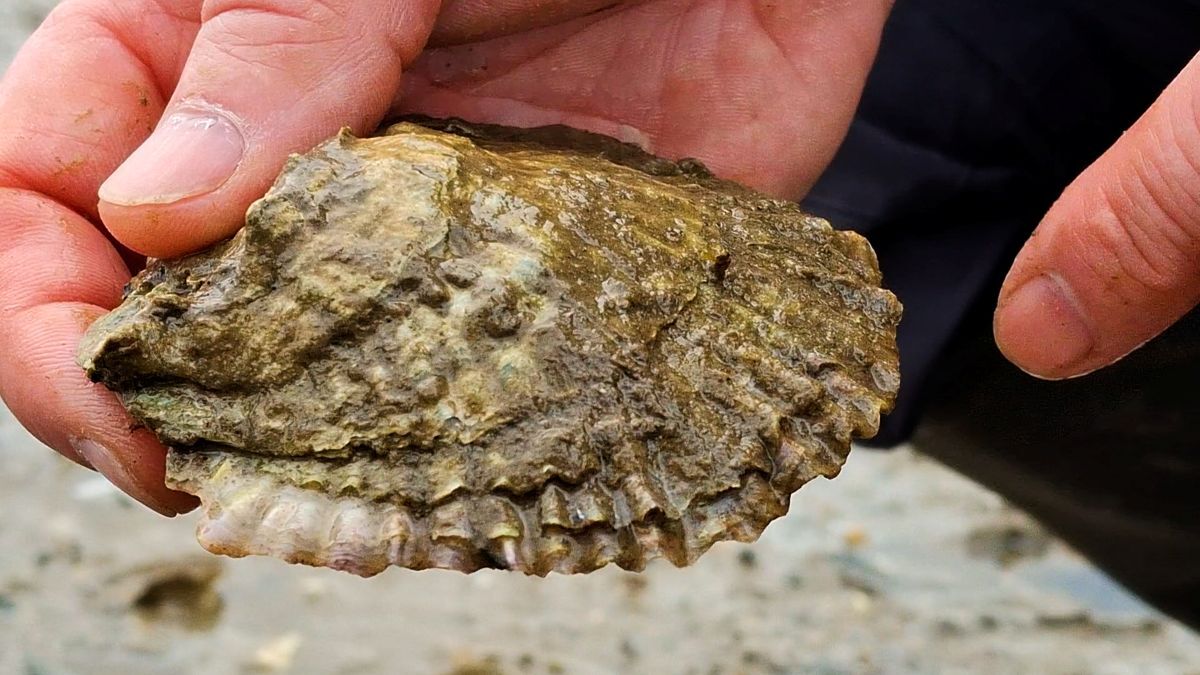 NO T20 Native oysters say No to hand gathering 03 Native oyster close up web