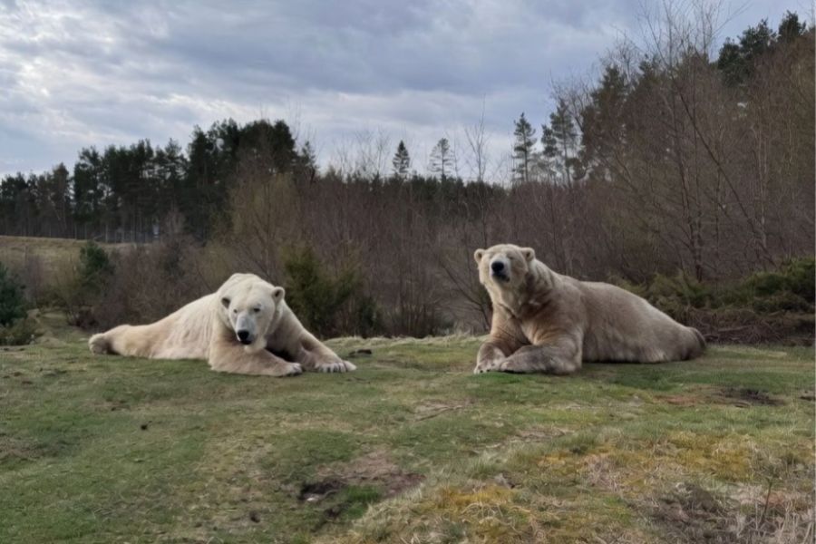 NO T20 Polar bears settle into Highland park 01 web