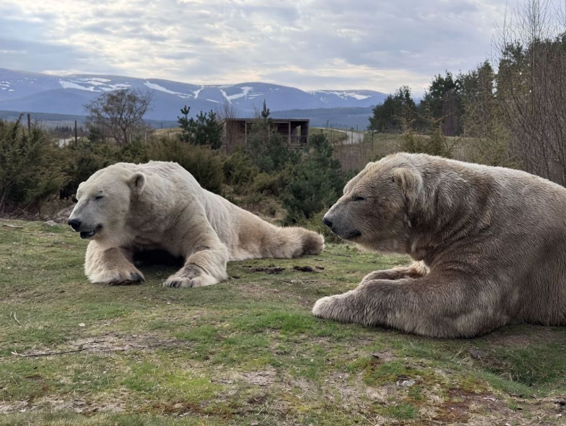 NO T20 Polar bears settle into Highland park 02 Arktos and Walker web