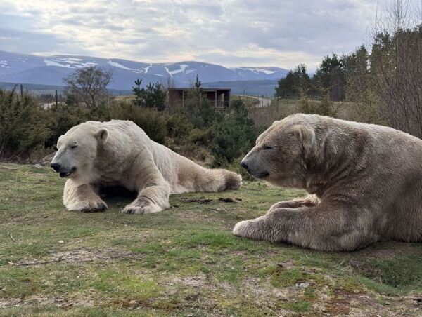 Highland Wildlife Park&rsquo;s polar bear pair settle into new home