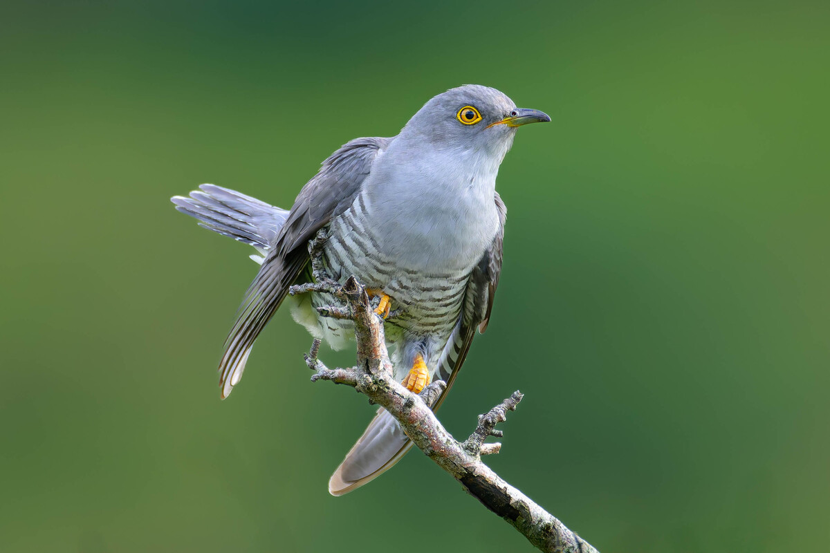 Cuckoo - the sound of approaching summer. Photograph: John Forbes.
