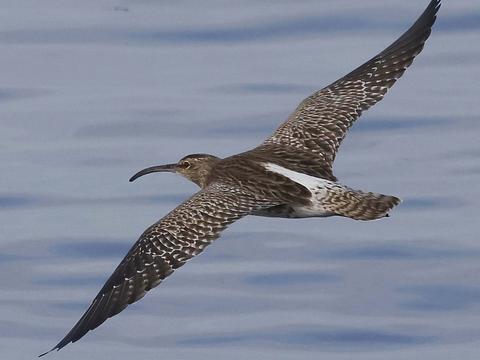 Some rare sightings among spring bird arrivals
