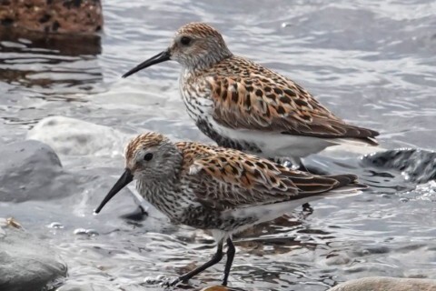 Dunlin in their smart breeding plumage with the black belly. Photograph: Joan Thomson.
