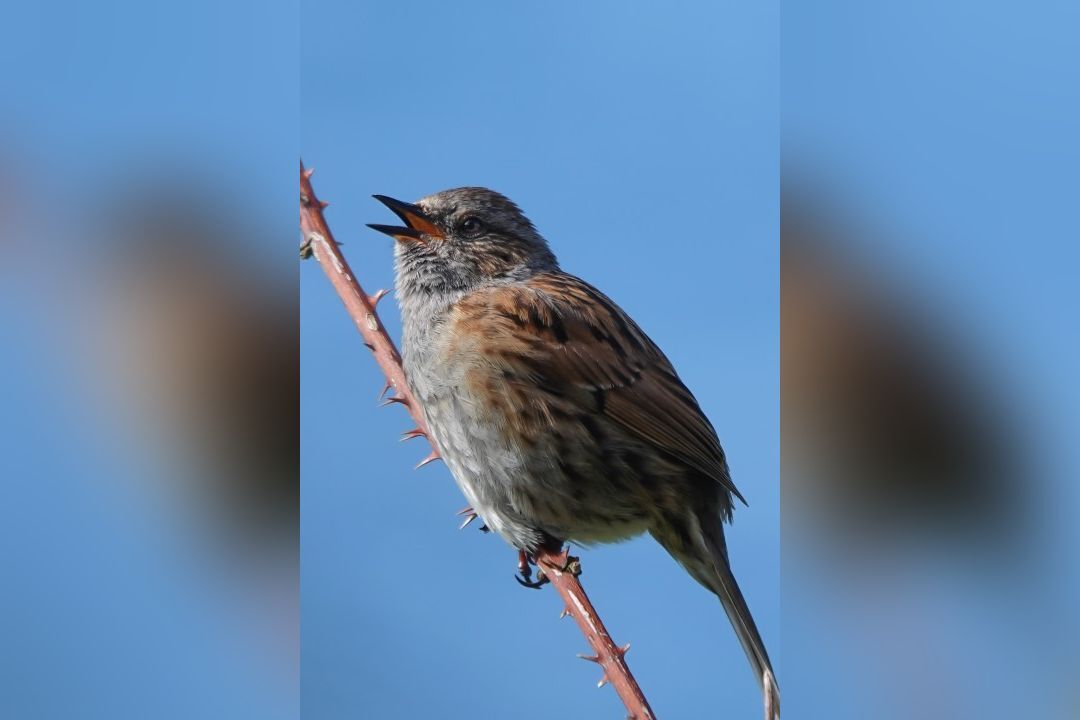 Dunnock in full song, declaring ownership of his territory. Photograph: Joan Thomson.