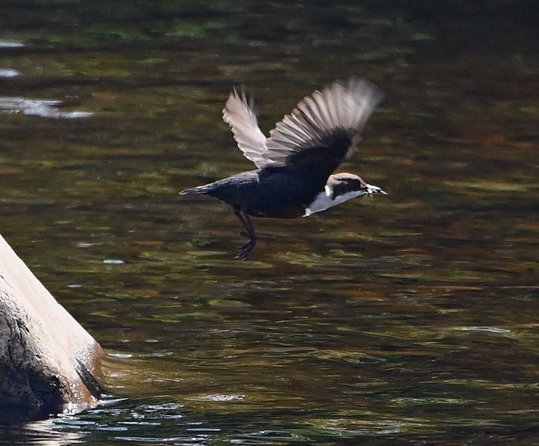 West Coast Today - Heritage - Some rare sightings among spring bird ...