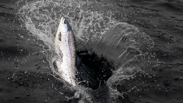 Andfjord Salmon reaches key weight milestone