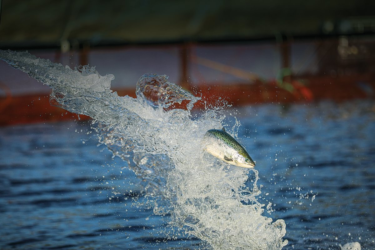 Benchmark Salmon sea Medium May 26 Benchmark Salmon sea Medium May 26
