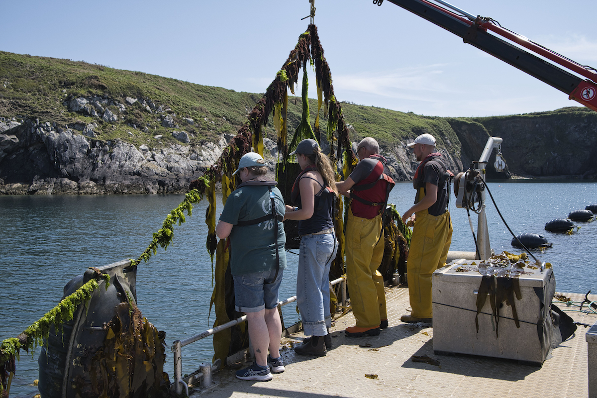 Harvesting seaweed Car Y Mor