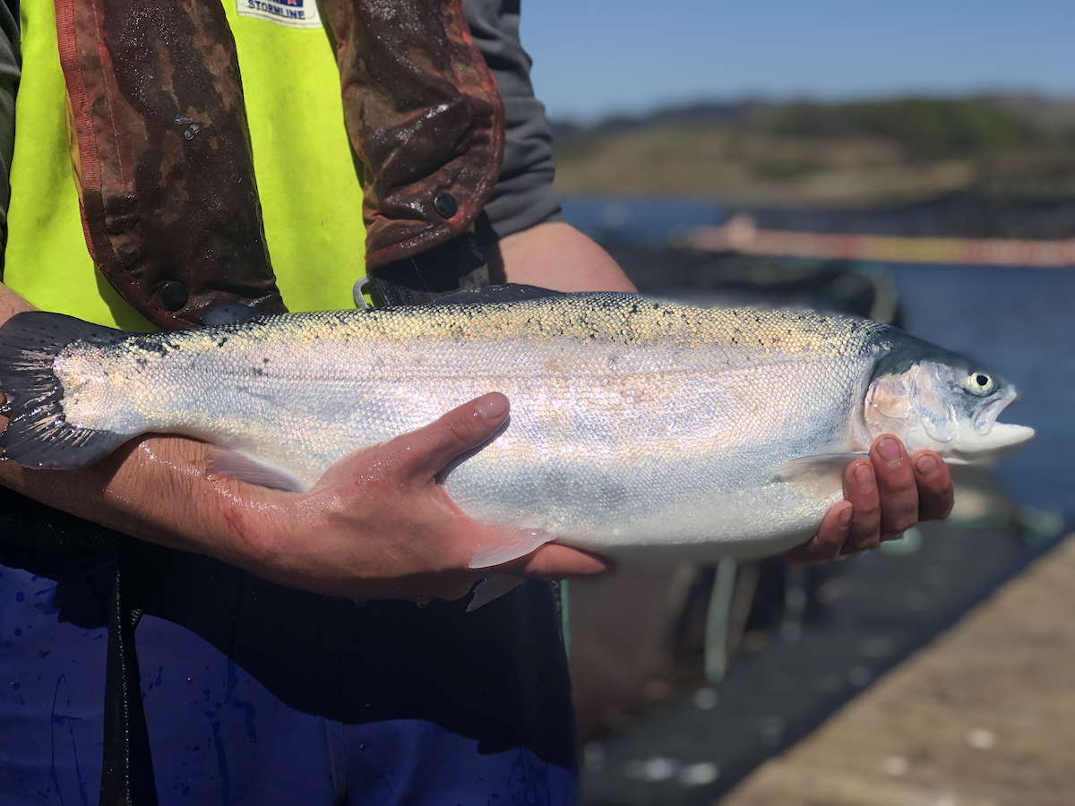 Kames steelhead trout IMG 0475