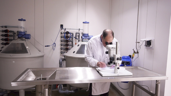 Experimental challenge model developed for cardiomyopathy syndrome