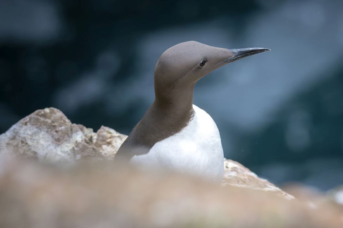 A researcher from the University of the Highlands and Islands has played a part in a ground-breaking study on the effects of offshore wind farms on seabirds. Photograph: UHI