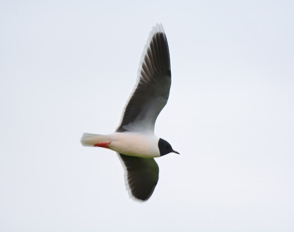 Little gull with its breeding plumage. Photograph: Dennis Morrison.
