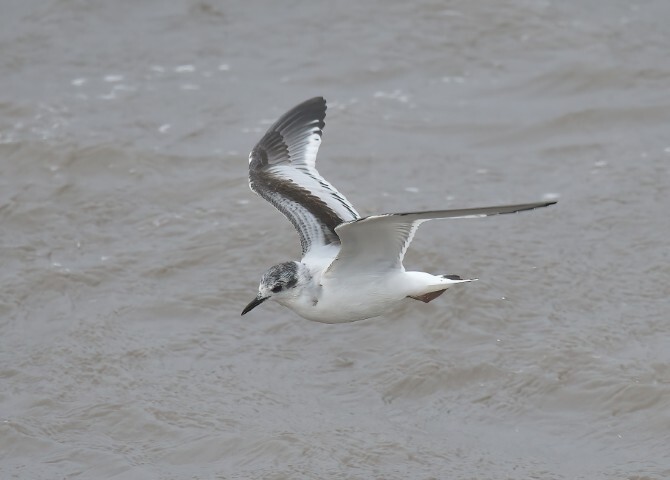A juvenile little gull. Photograph: Dennis Morrison.