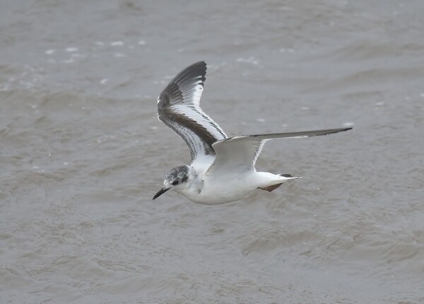 &ldquo;Exceptional&rdquo; sightings of two diminutive little gulls