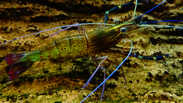 Aquaculture lessons from Georgia