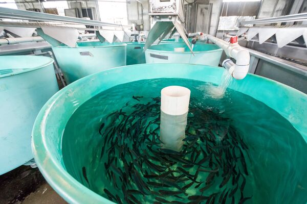 UV water treatment in modern fish farming: what really matters
