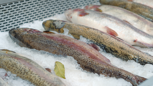 Farmed trout prices start to revive