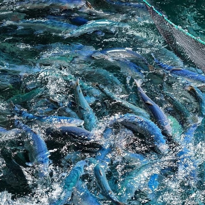 salmon in the Guoxin 1 2 2 tanker